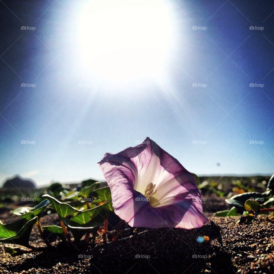 Beach flower