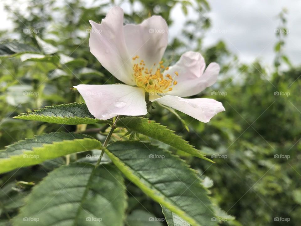 Rose Hip Flower HD Picture 