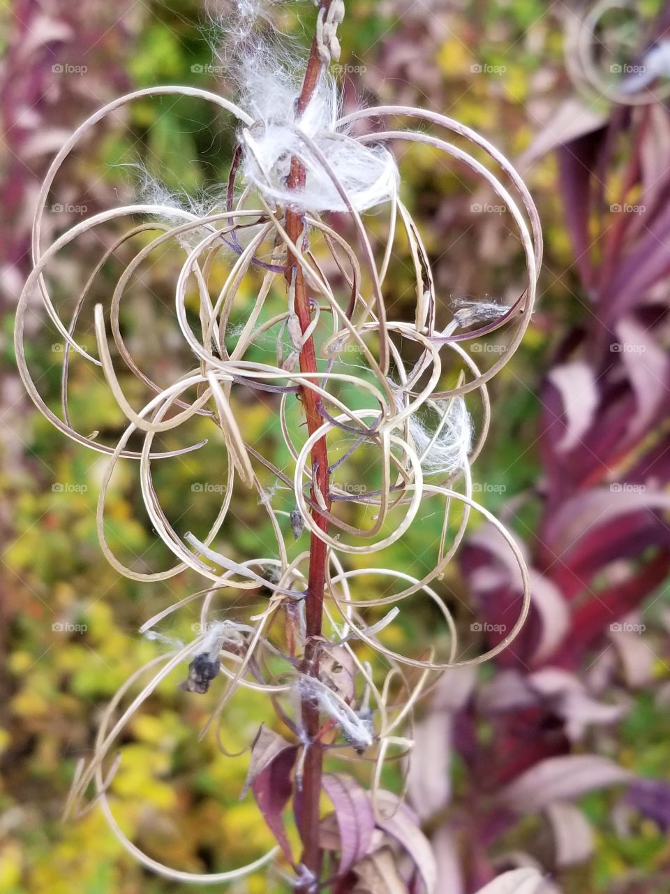 What is left after fireweed seeds float away
