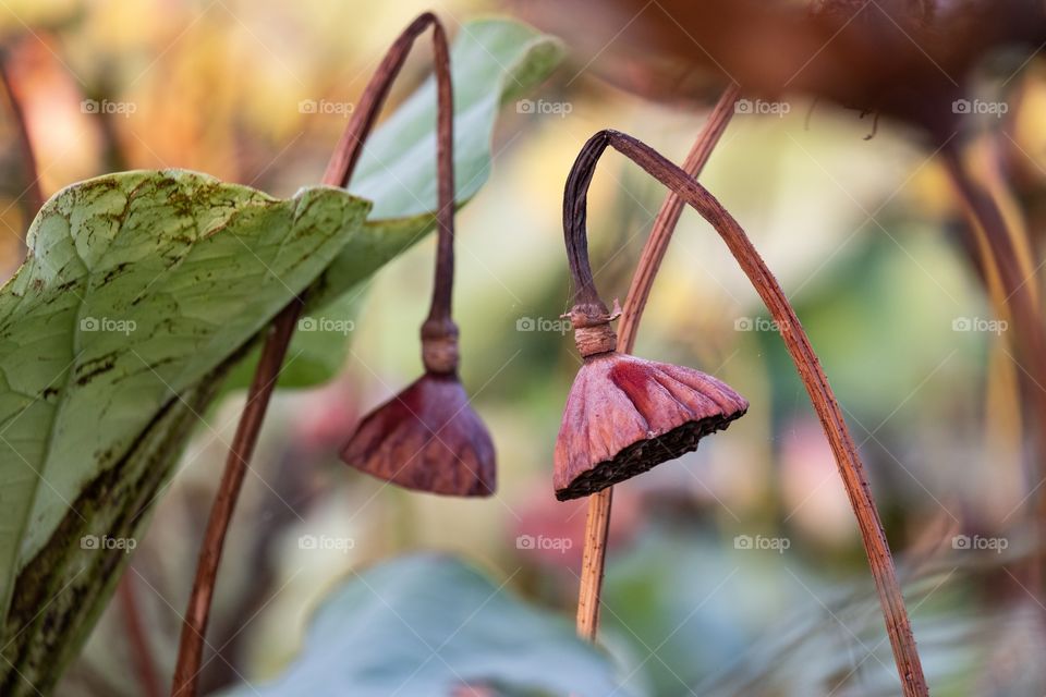 Lotus seed