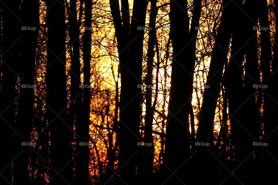 sunrise in the forest in winter