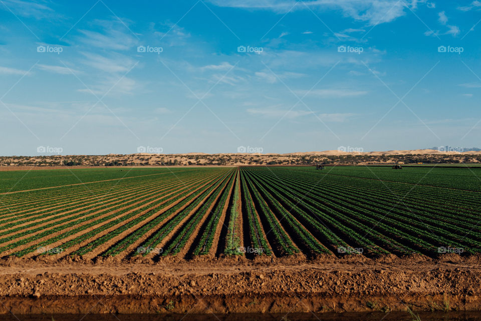 Los Algodones, Baja California