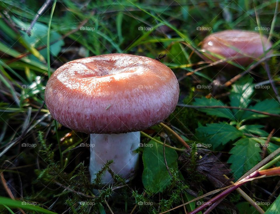 Gifts of the forest🌲🌳Mushrooms🌲🌳 Plants🌲🌳