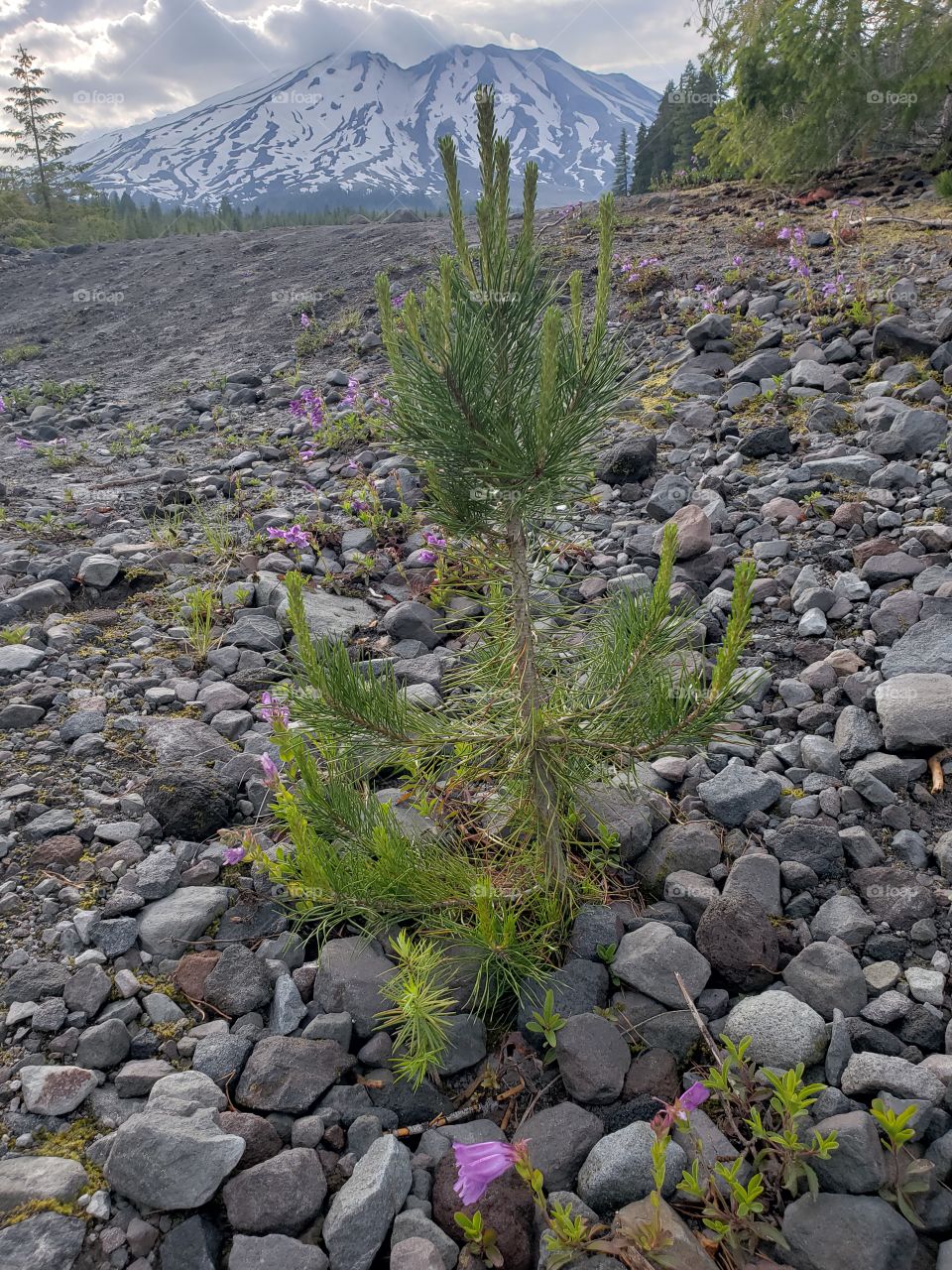 New growth - Sapling, Mt. St. Helens