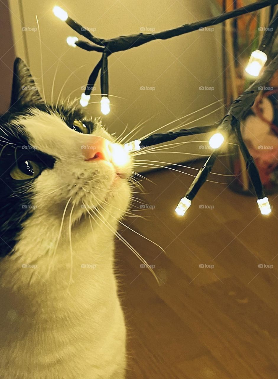 Black and white kitty, tuxedo cat looking at Christmas trees lights 