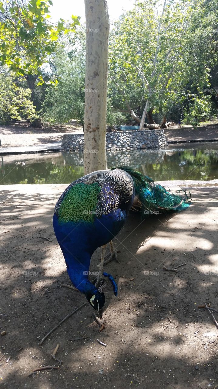 peacock2