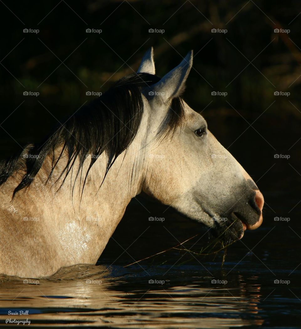 Wild Horse in Deep River