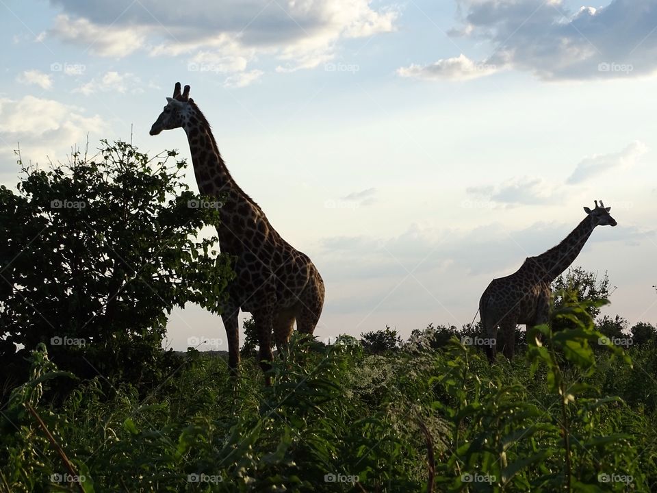 African giraffes 