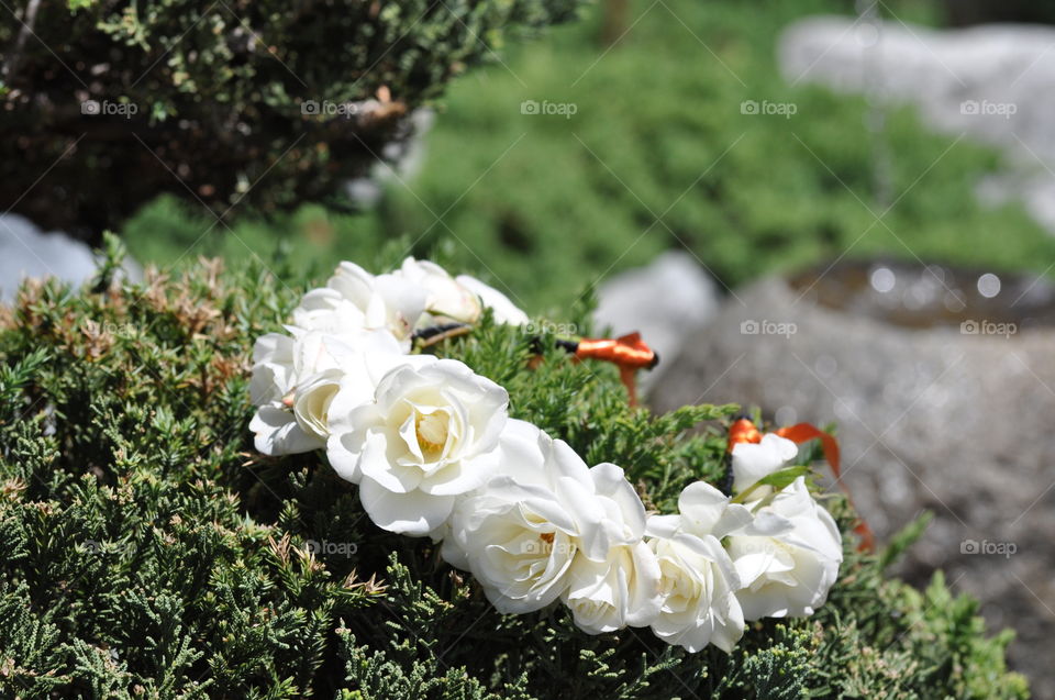 Beautiful white roses crown