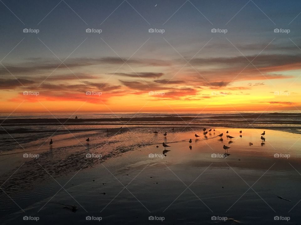 Seagulls reflect over a perfect beach sunset on Cardiff Beach near San Diego, CA