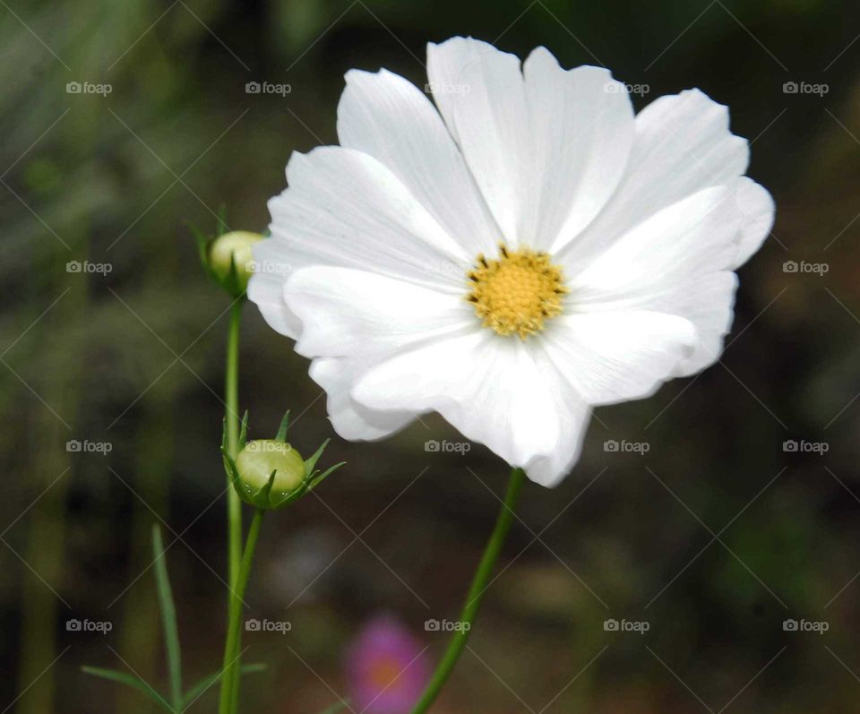 a special white flower in the garden