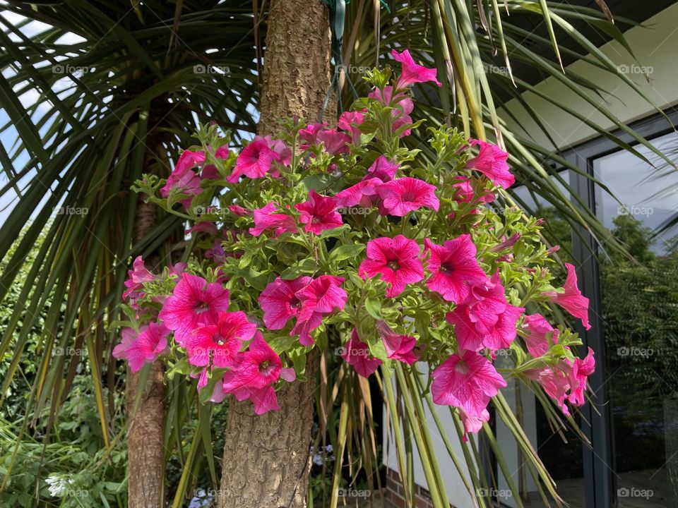 I decided to fasten my hanging basket to my tree … I think it really brightens it up !❤️