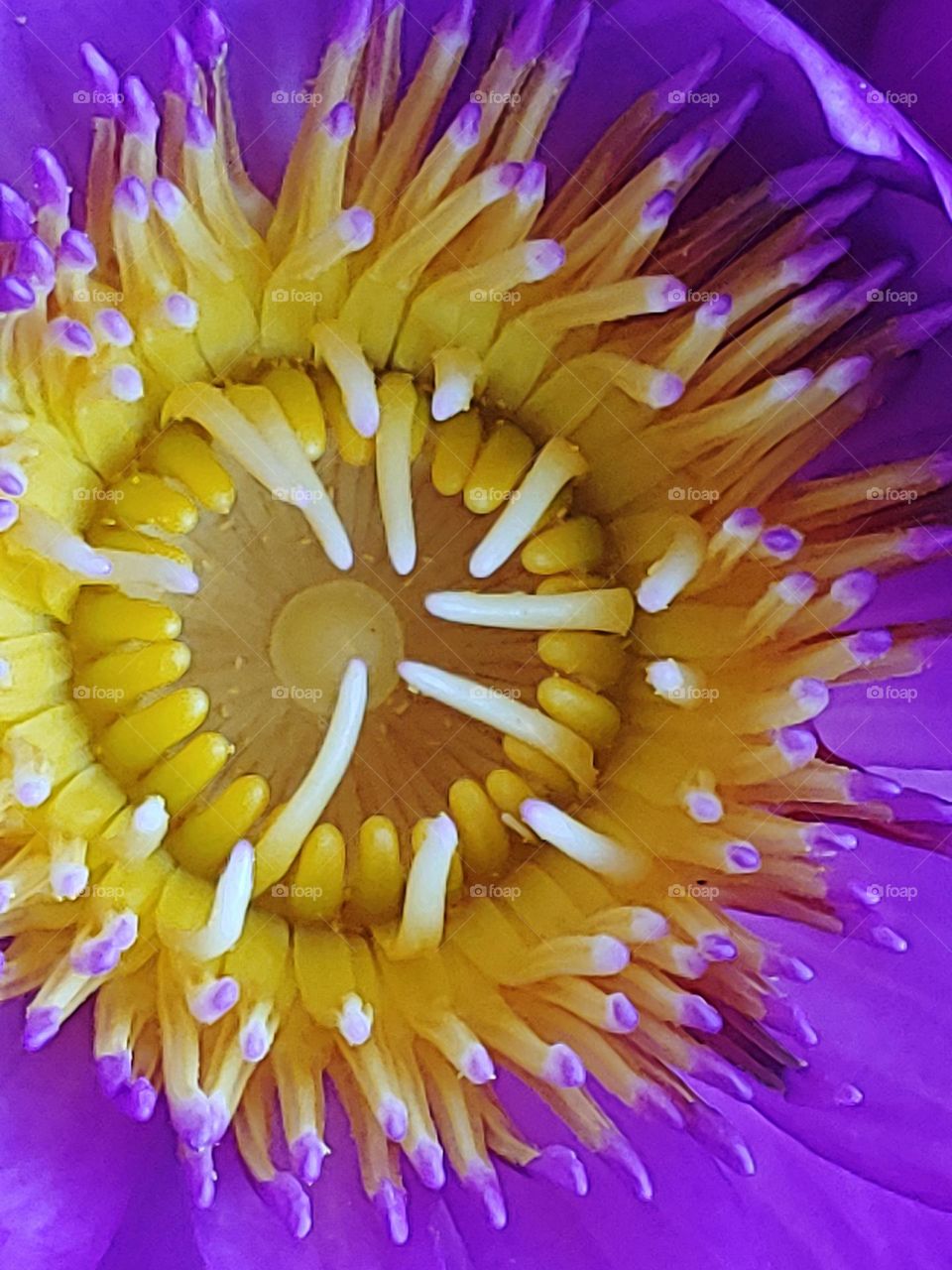 lotus flowers captured