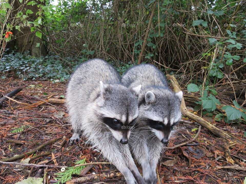 Two cute raccoons picking food
