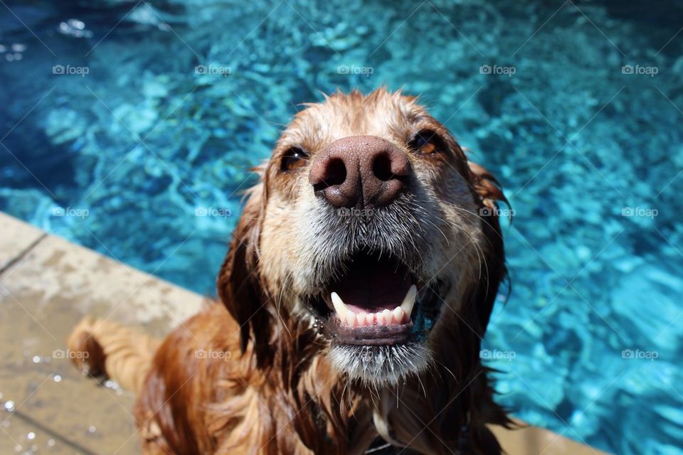 Wet and Happy Dog