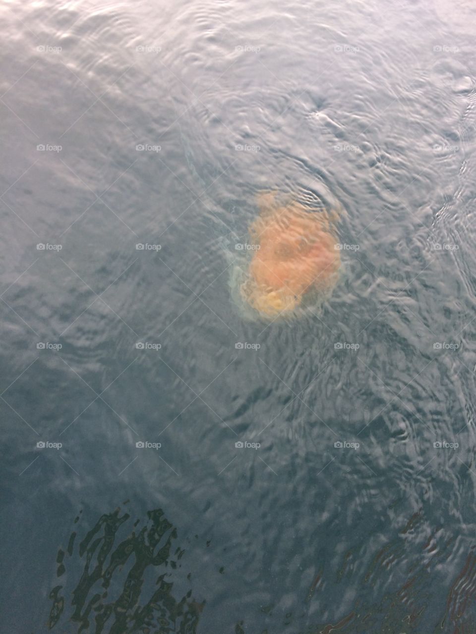 Lions mane jellyfish at Oregon coast