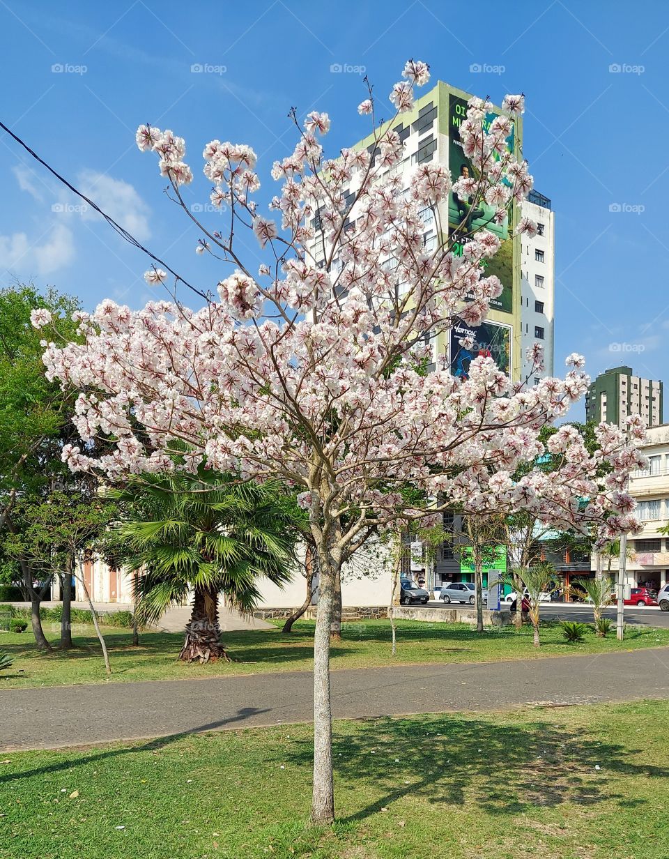 Ipê branco exuberante embelezando a praça.