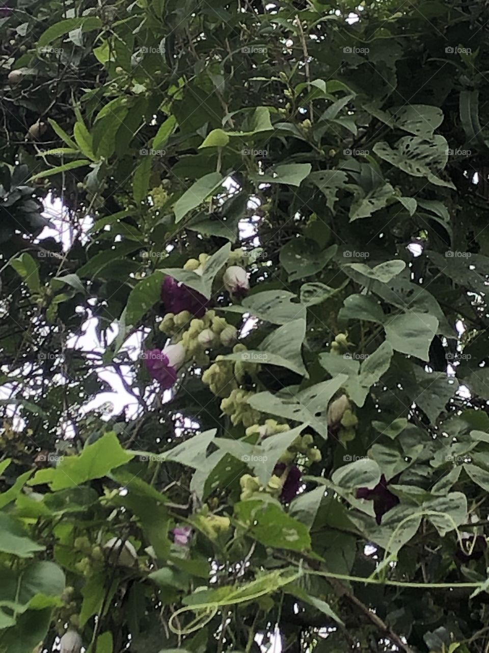 The signs of nature, Countryside ( Thailand 🇹🇭