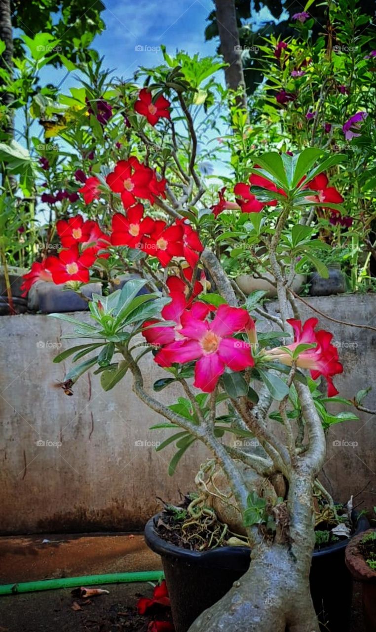 Verity red colour flower images in a different types of nerilium plant