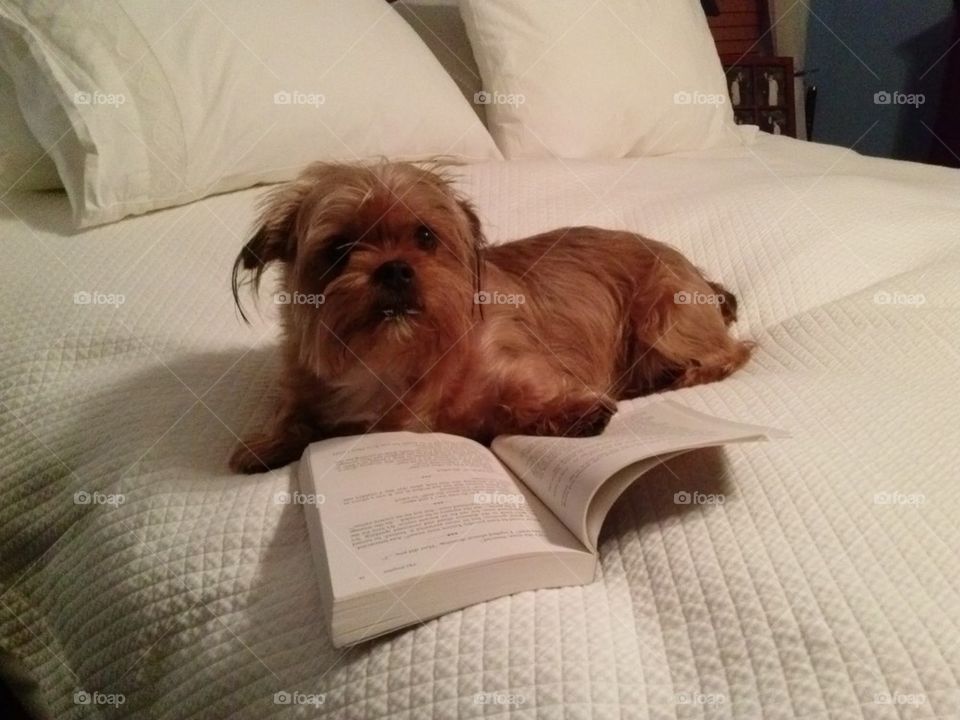 avid reader