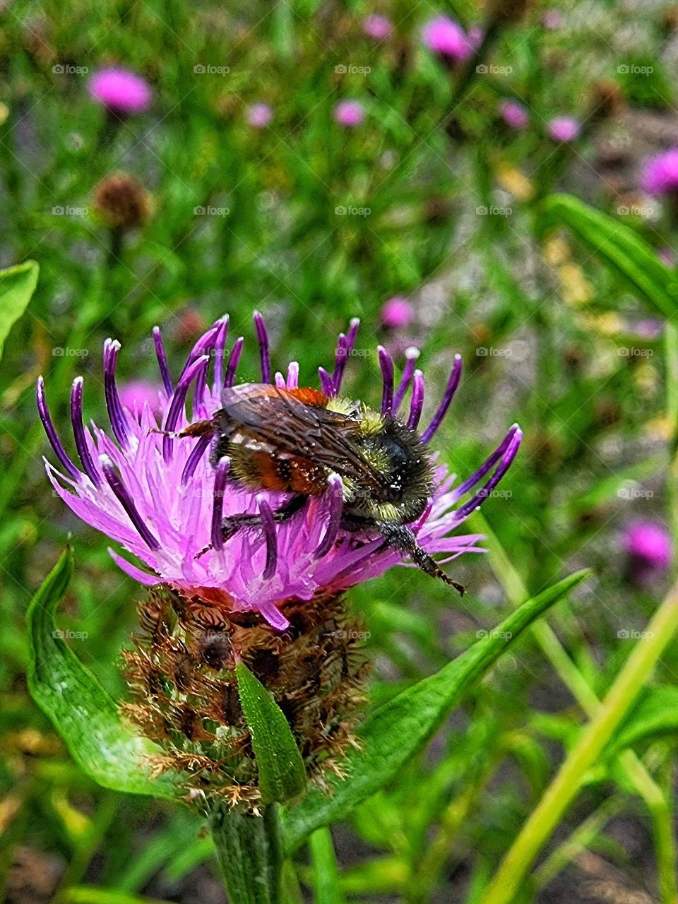 Bee pollinating a flower.