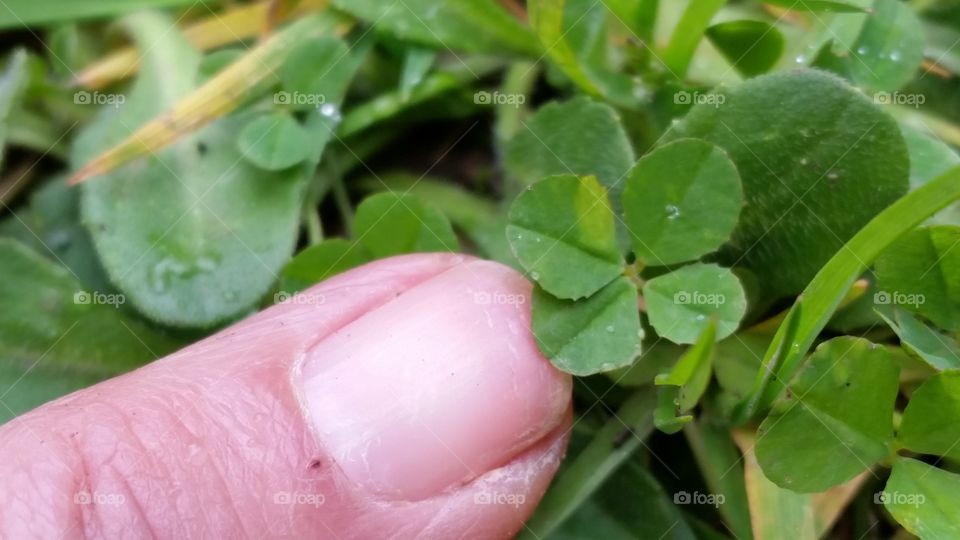 ginger pointing at tiny four leaf clover