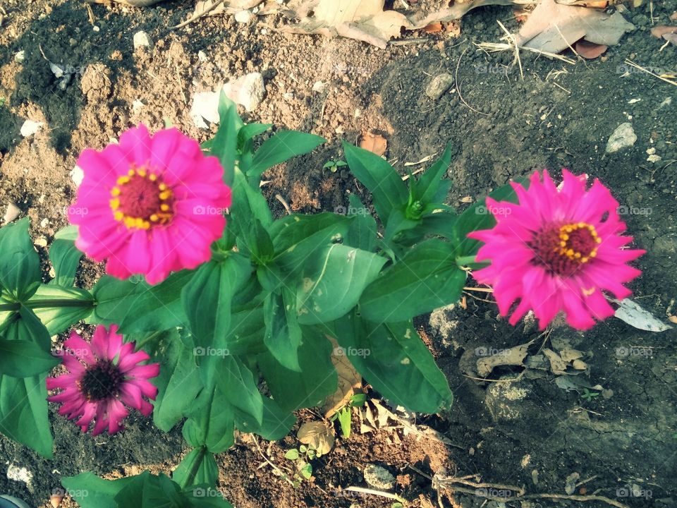 three beautiful pink flowers