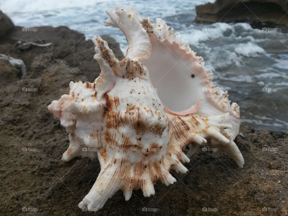 close up of seashell in front of the sea