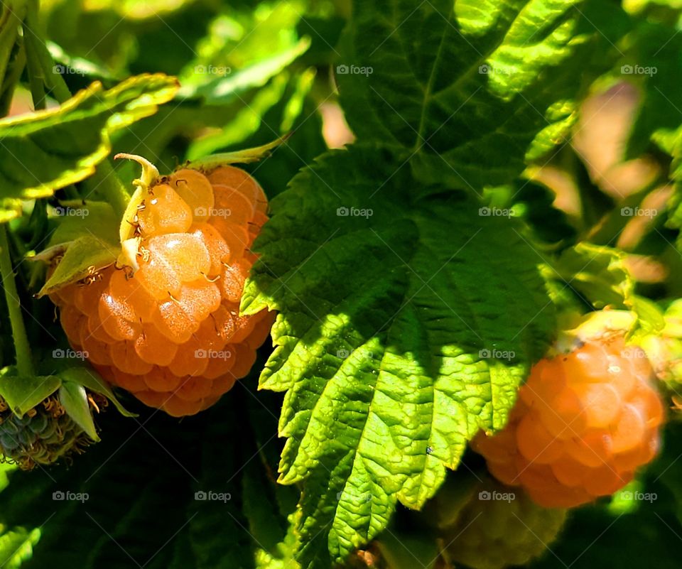 it's Harvest season