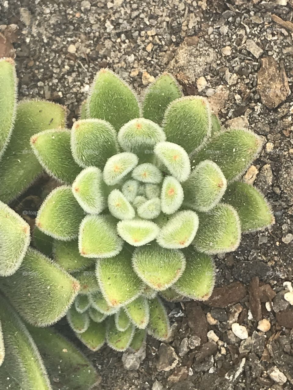 Succulent 