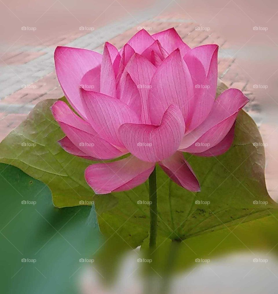 The memories of summer: summer is lotus season, lotus belongs to summer.
lotus is always refreshing, so pure and beautiful forever.