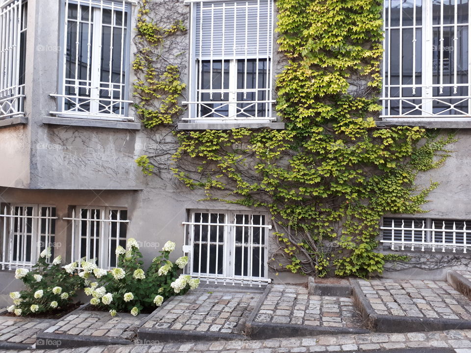 Facade of the house is covered with bindweed