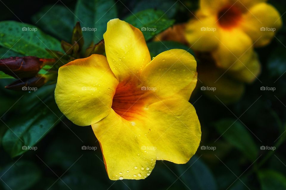 after the rain fallin