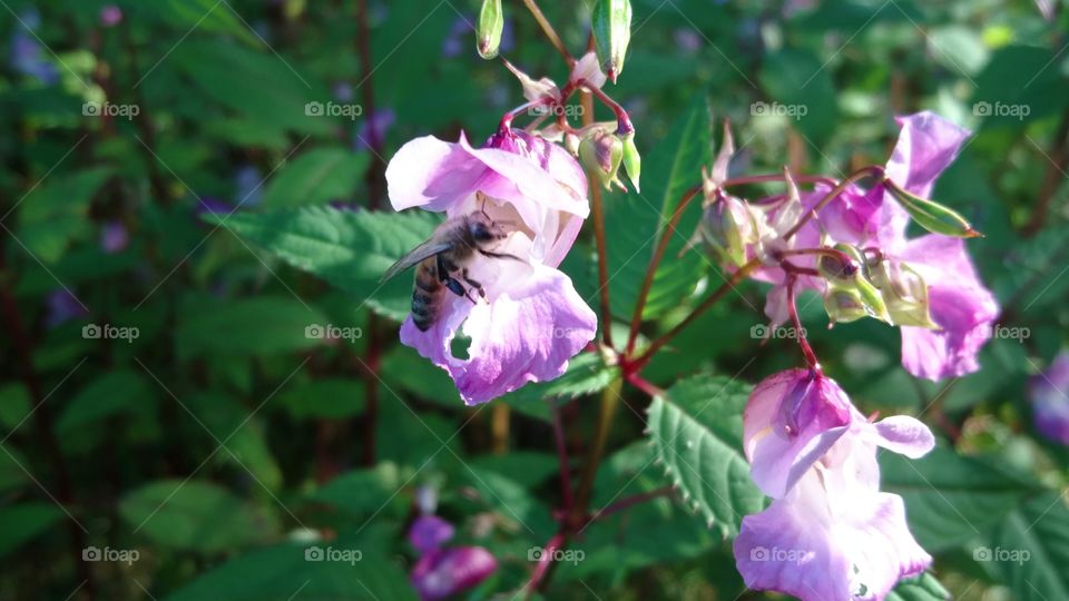 Bee on a wild orchid