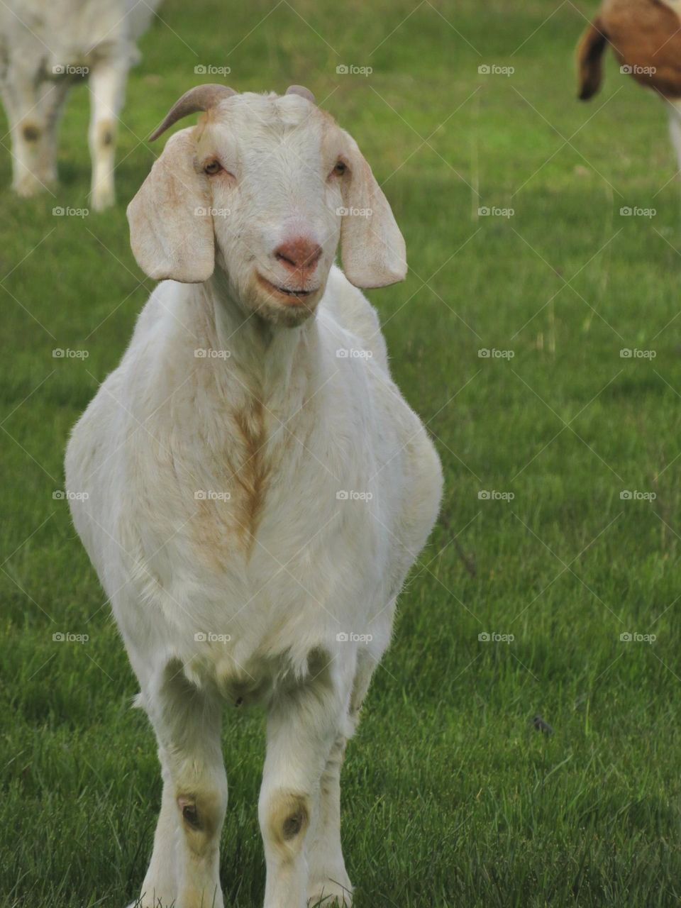 White Goat