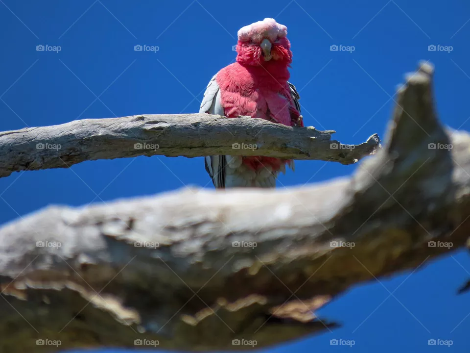 Pink bird