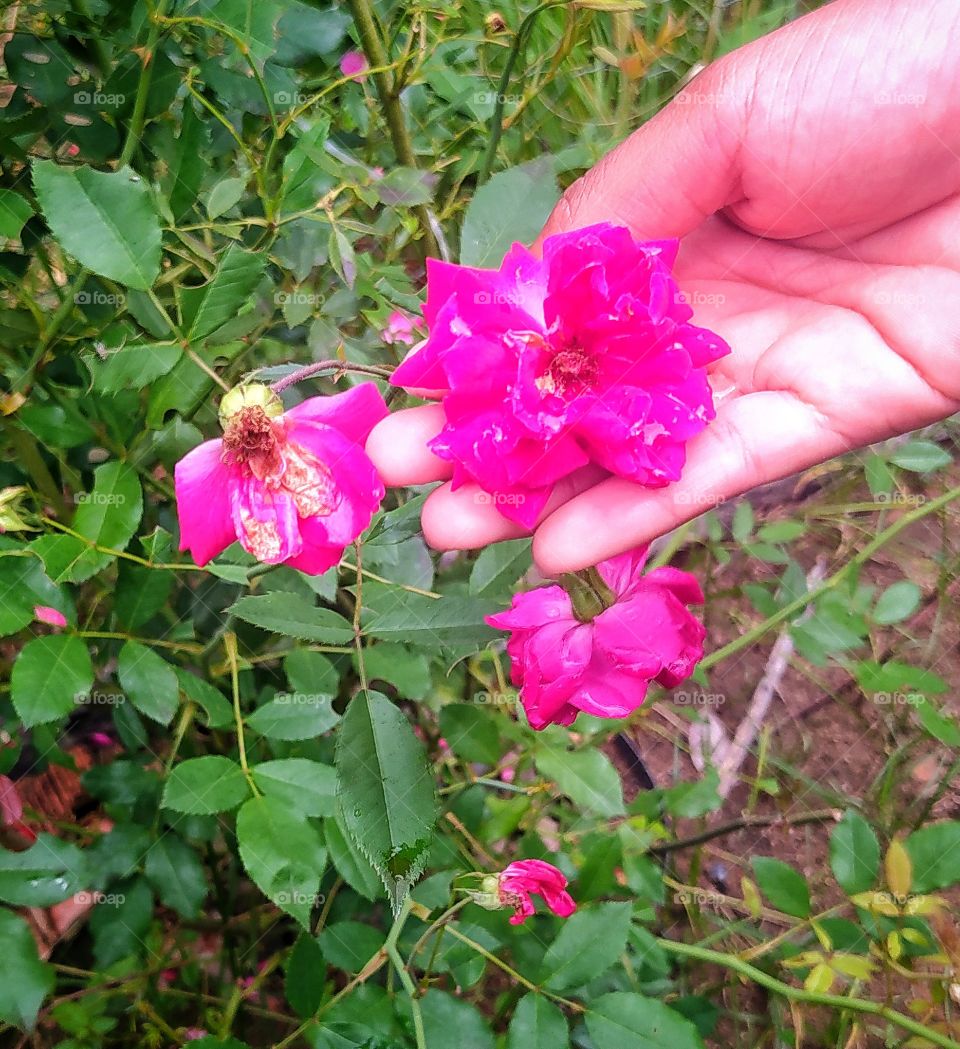 A rosa depois de muito sol sem água muchou mais anda continua distribuindo beleza