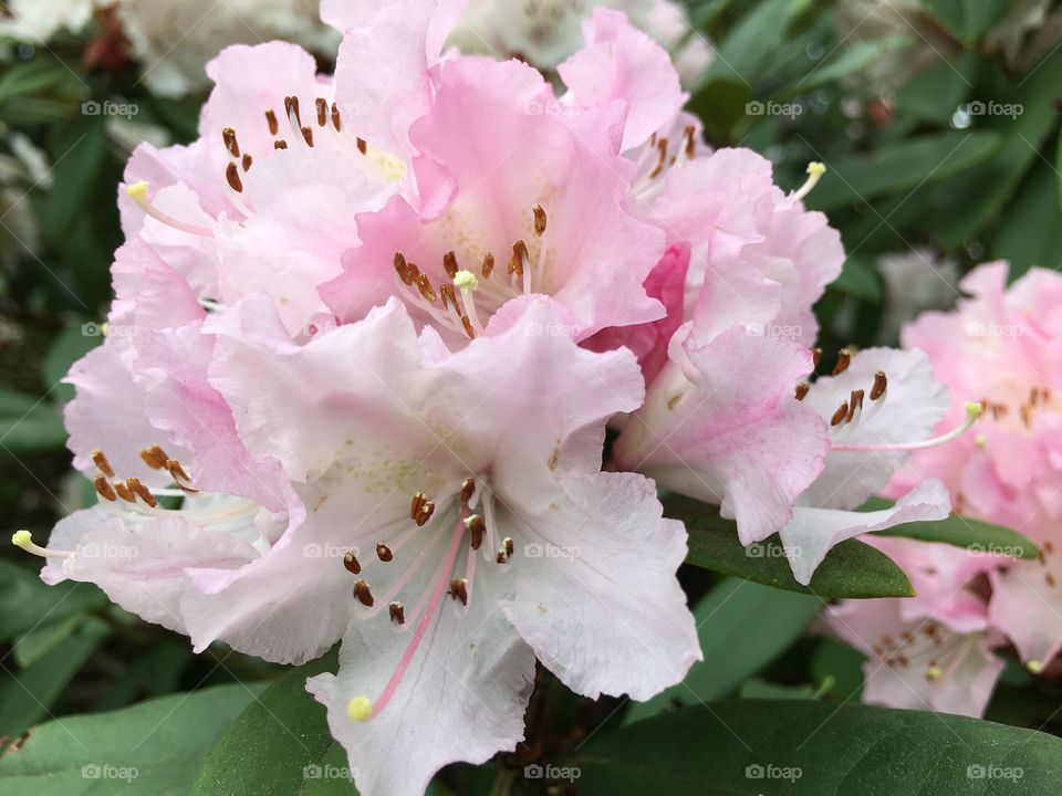 Rhododendron blooming at outdoors