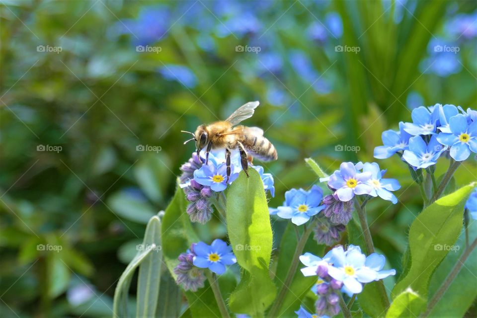 bee