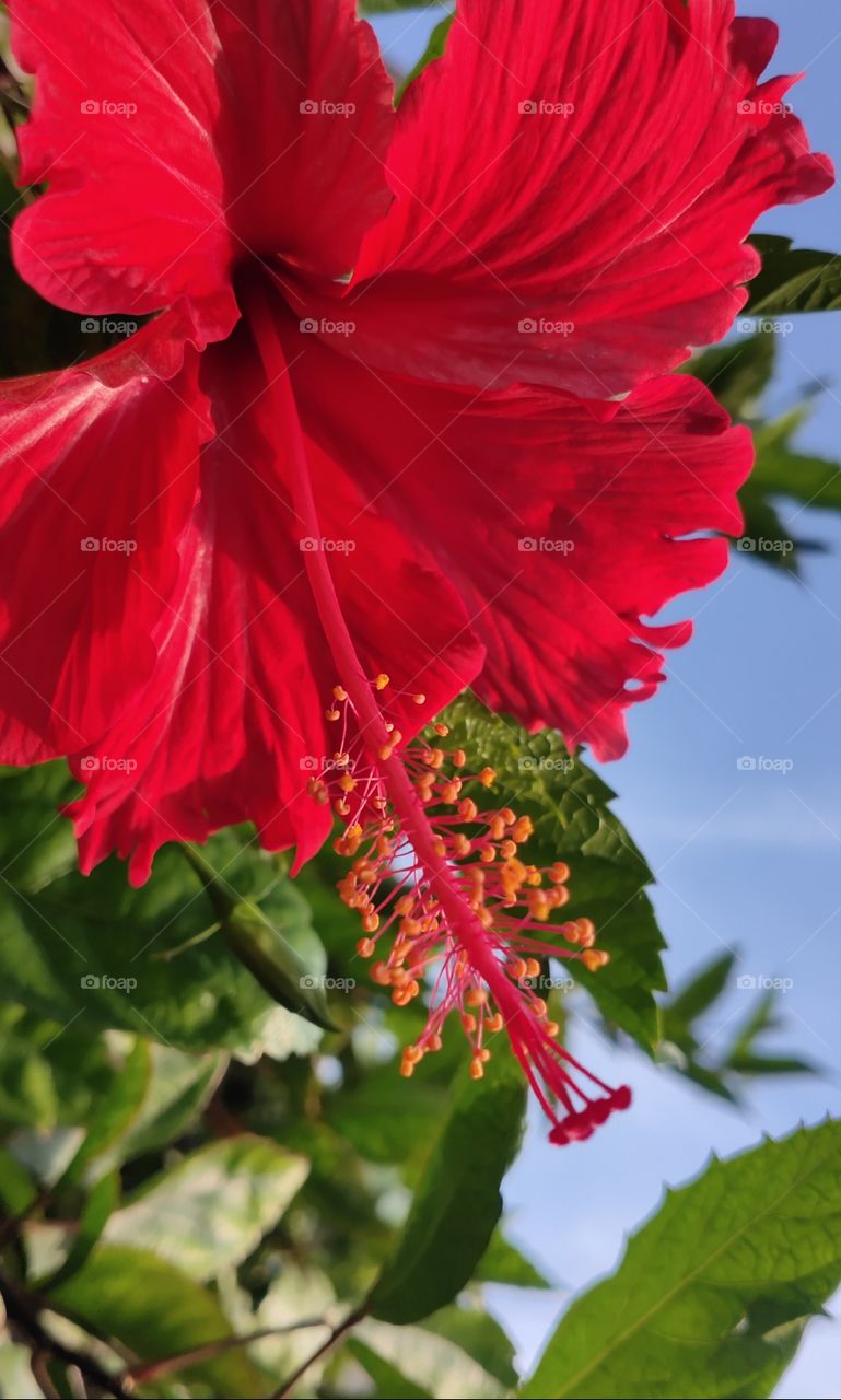 Red colour flowers are always attractive and lovable, they carries lot of emotions and love