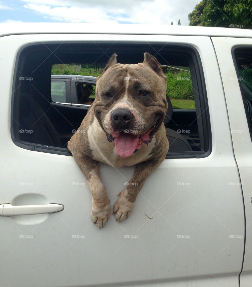 Hawaiian dog. A dog greeting in Maui