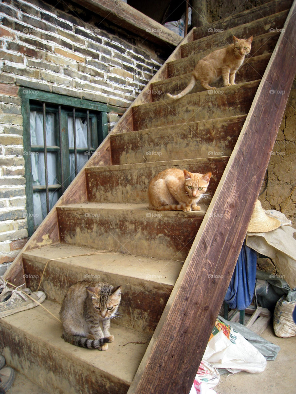 cats window cute three by mengzishiliu
