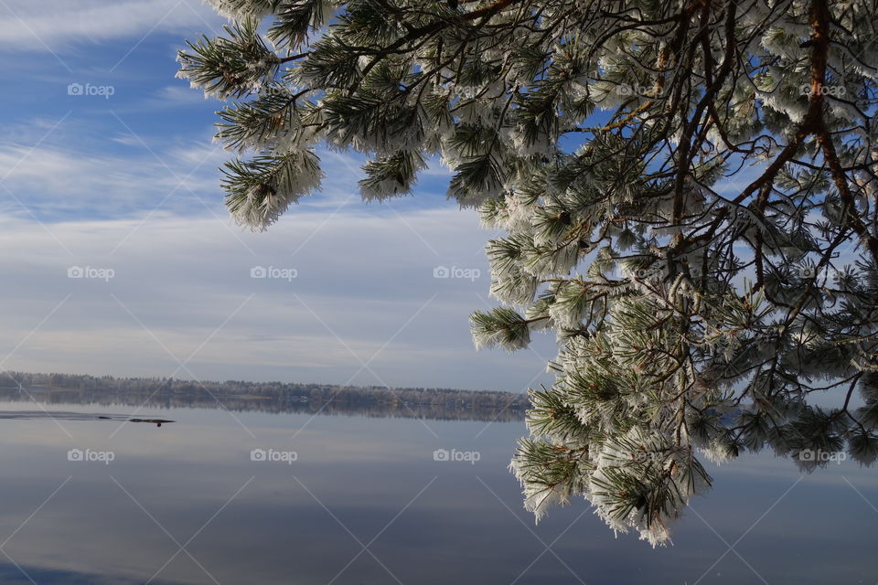 Close-up of snowy tree branches