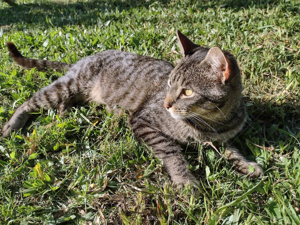 my cat taking a sunbath