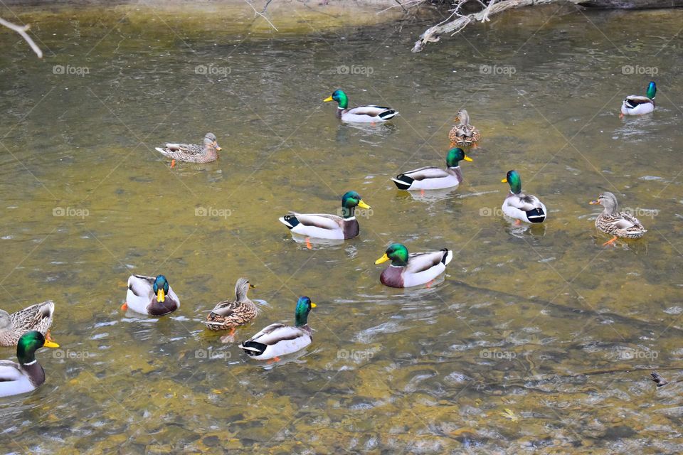 Ducks enjoying a cool dip in the creek
