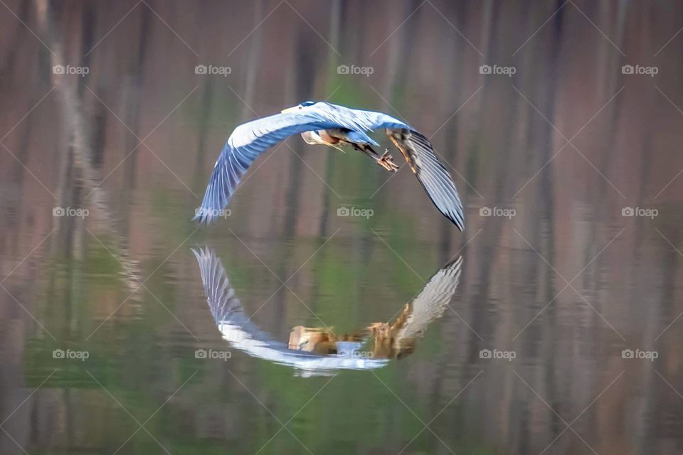 A great blue heron creates a magnificent natural circle. Lake Johnson, Raleigh, North Carolina. 