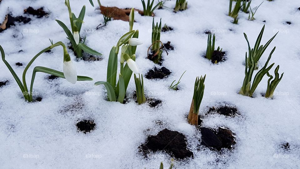 Snowdrops with snow in early spring  - snödroppar snö vår 