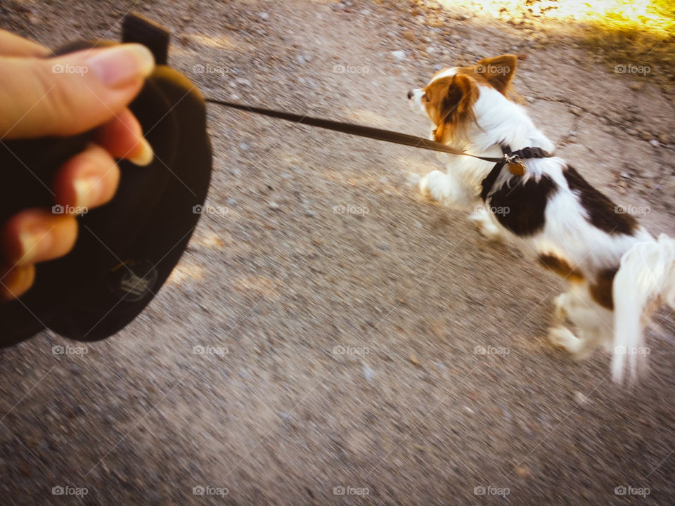 Woman Morning Walk with a Papillon Pup