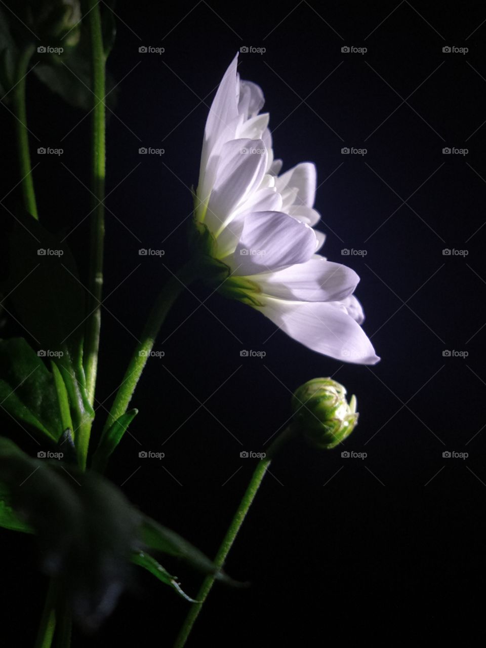 White aster petals with green stem and leaves on black background