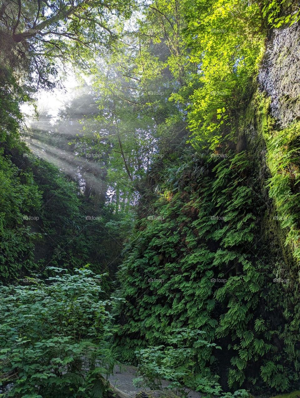 sun rays coming through morning in fern canyon ferns greenery national park national forest west coast pacific northwest vacation